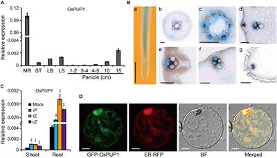 Endoplasmic Reticulum-Localized PURINE PERMEASE1 Regulates Plant Height and Grain Weight by Modulating Cytokinin Distribution in Rice